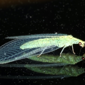 Apertochrysa edwardsi at Ainslie, ACT - 15 Oct 2020