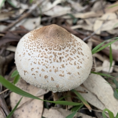 Macrolepiota clelandii (Macrolepiota clelandii) at Black Range, NSW - 16 Oct 2020 by Steph H