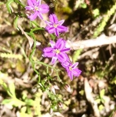 Thysanotus patersonii (Twining Fringe Lily) at Bruce Ridge to Gossan Hill - 14 Oct 2020 by goyenjudy
