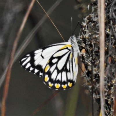 Belenois java (Caper White) at Acton, ACT - 15 Oct 2020 by JohnBundock