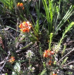 Dillwynia sericea (Egg And Bacon Peas) at Bruce, ACT - 14 Oct 2020 by goyenjudy