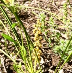 Lomandra filiformis at Bruce, ACT - 14 Oct 2020 12:11 PM