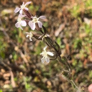 Silene gallica var. gallica at Bruce, ACT - 14 Oct 2020