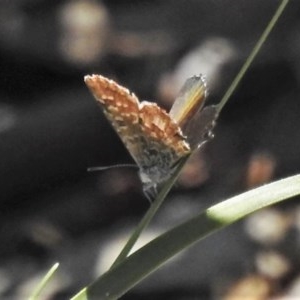 Theclinesthes serpentata at Watson, ACT - 16 Oct 2020