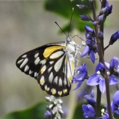 Belenois java (Caper White) at National Arboretum Woodland - 16 Oct 2020 by JohnBundock