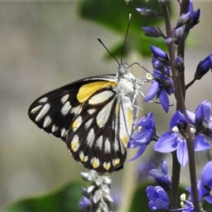 Belenois java at National Arboretum Woodland - 16 Oct 2020