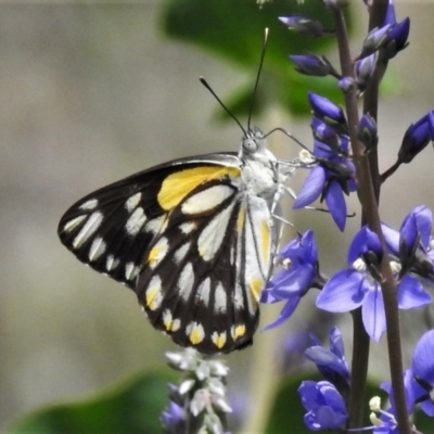 Belenois java (Caper White) at Sth Tablelands Ecosystem Park - 16 Oct 2020 by JohnBundock