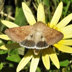 Helicoverpa punctigera at Molonglo Valley, ACT - 16 Oct 2020