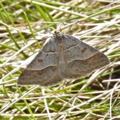 Antasia flavicapitata (Yellow-headed Heath Moth) at Uriarra, NSW - 15 Oct 2020 by JohnBundock