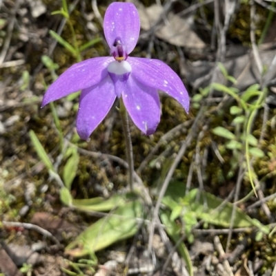 Glossodia major (Wax Lip Orchid) at Jerrabomberra, NSW - 16 Oct 2020 by cherylhodges