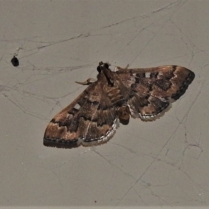 Nacoleia rhoeoalis at Wanniassa, ACT - 15 Oct 2020