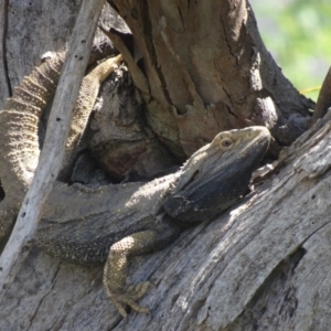 Pogona barbata at Stromlo, ACT - 16 Oct 2020