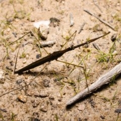 Ranatra sp. (genus) (Water Scorpion or Water Stick Insect) at Fisher, ACT - 16 Oct 2020 by kdm