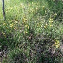 Diuris sulphurea at Kambah, ACT - suppressed