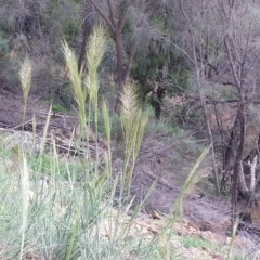 Austrostipa densiflora (Foxtail Speargrass) at Majura, ACT - 15 Oct 2020 by SilkeSma