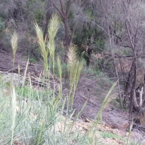 Austrostipa densiflora at Majura, ACT - 16 Oct 2020