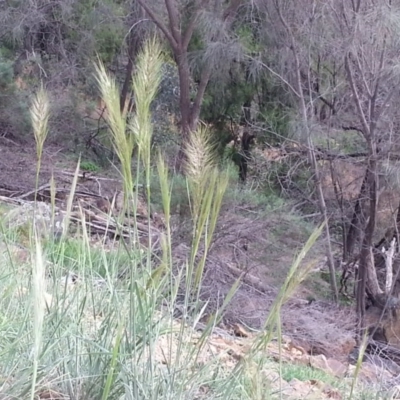 Austrostipa densiflora (Foxtail Speargrass) at Majura, ACT - 15 Oct 2020 by SilkeSma