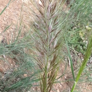 Austrostipa densiflora at Majura, ACT - 16 Oct 2020