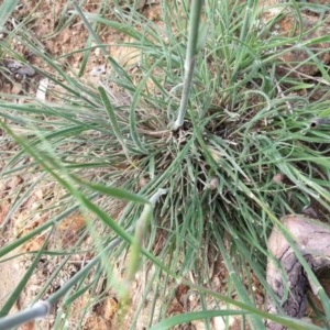 Austrostipa densiflora at Majura, ACT - 16 Oct 2020