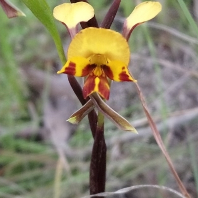 Diuris semilunulata (Late Leopard Orchid) at Kambah, ACT - 16 Oct 2020 by RosemaryRoth