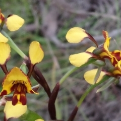 Diuris semilunulata at Kambah, ACT - suppressed