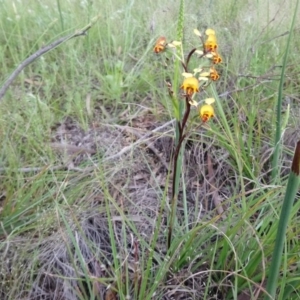 Diuris semilunulata at Kambah, ACT - suppressed