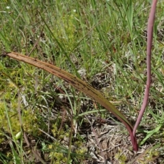 Thelymitra peniculata at Cook, ACT - 13 Oct 2020