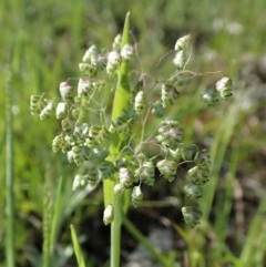 Briza minor (Shivery Grass) at Mount Painter - 14 Oct 2020 by CathB