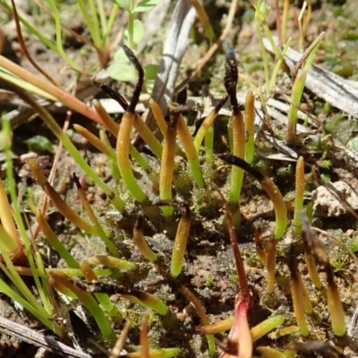 Phaeoceros sp. at Mount Painter - 15 Oct 2020 by CathB