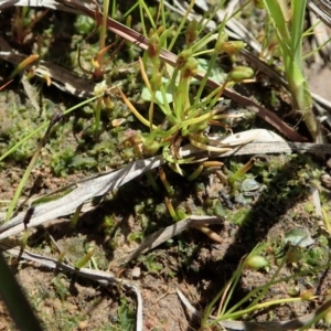 Phaeoceros sp. at Cook, ACT - 15 Oct 2020