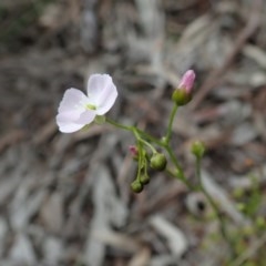 Drosera auriculata (Tall Sundew) at Mount Painter - 13 Oct 2020 by CathB