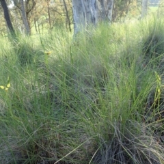 Diuris sulphurea at Cook, ACT - suppressed