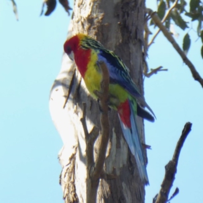 Platycercus eximius (Eastern Rosella) at Yass River, NSW - 15 Oct 2020 by SenexRugosus