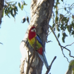 Platycercus eximius at Yass River, NSW - 16 Oct 2020