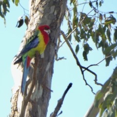 Platycercus eximius at Yass River, NSW - 16 Oct 2020