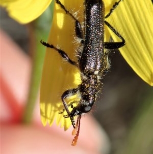 Eleale simplex at Holt, ACT - 15 Oct 2020