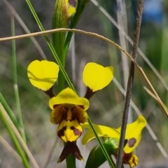 Diuris sulphurea (Tiger Orchid) at Denman Prospect, ACT - 15 Oct 2020 by AaronClausen