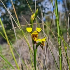 Diuris sulphurea at Denman Prospect, ACT - 15 Oct 2020