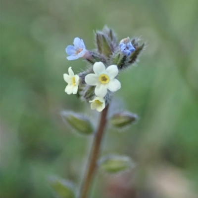 Myosotis discolor (Forget-me-not) at Cook, ACT - 8 Oct 2020 by CathB