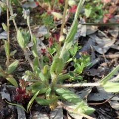 Myosotis discolor at Cook, ACT - 8 Oct 2020