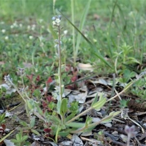 Myosotis discolor at Cook, ACT - 8 Oct 2020