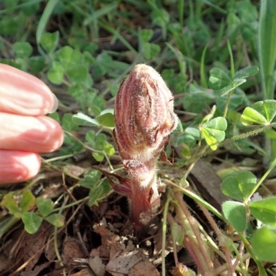 Orobanche minor (Broomrape) at Mount Painter - 8 Oct 2020 by CathB