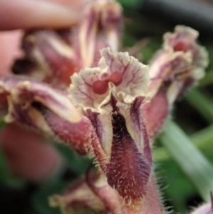 Orobanche minor at Holt, ACT - 8 Oct 2020