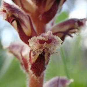 Orobanche minor at Holt, ACT - 8 Oct 2020