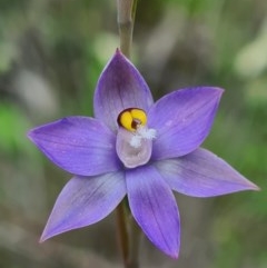 Thelymitra sp. (A Sun Orchid) at Denman Prospect, ACT - 15 Oct 2020 by AaronClausen