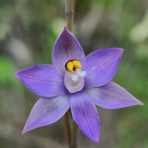 Thelymitra sp. at Denman Prospect, ACT - suppressed