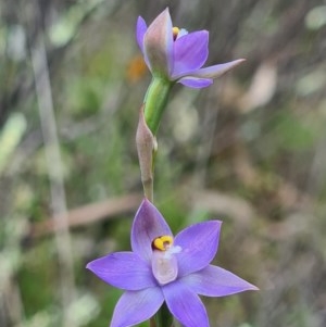 Thelymitra sp. at Denman Prospect, ACT - 15 Oct 2020