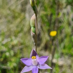 Thelymitra sp. (pauciflora complex) at Denman Prospect, ACT - suppressed