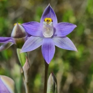 Thelymitra sp. (pauciflora complex) at Denman Prospect, ACT - suppressed