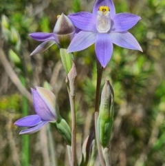 Thelymitra sp. (pauciflora complex) at Denman Prospect, ACT - suppressed